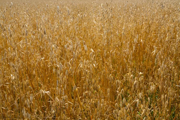 Campo de roble — Foto de Stock