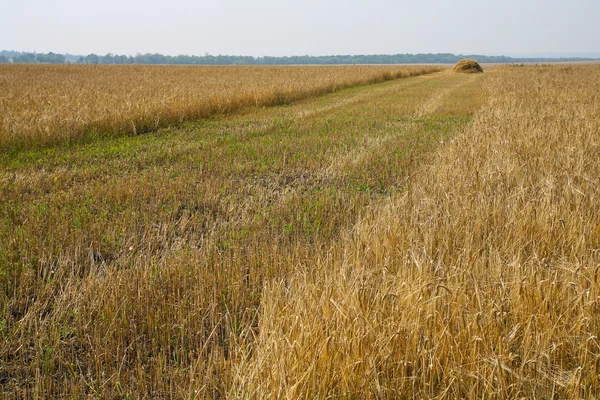 Pokosených pšeničné pole a zásobníku — Stock fotografie