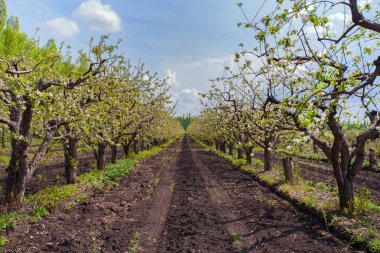 Çiçek Bahçe ve yol için ufuk