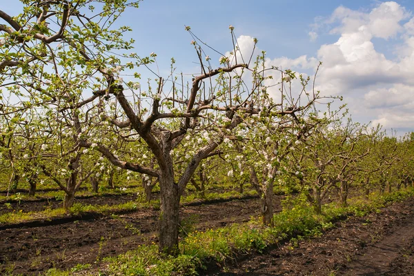 Blommande trädgård — Stockfoto