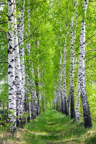 Bahar parkta huş ağacı