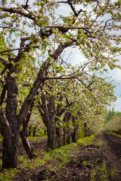 Blühende Apfelzweige — Stockfoto