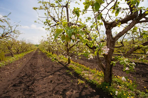 Blommande apple trädgård — Stockfoto