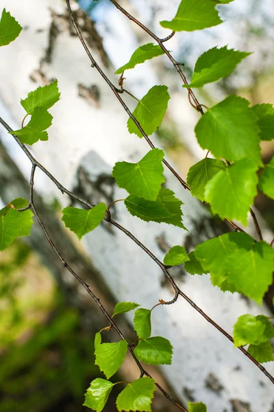 Birch branches green leafs — Stock Photo, Image