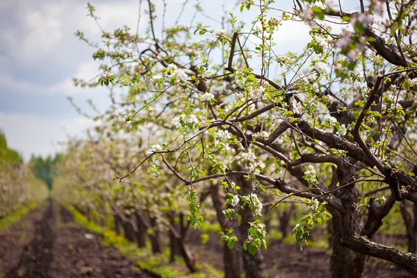 Blommande trädgård — Stockfoto