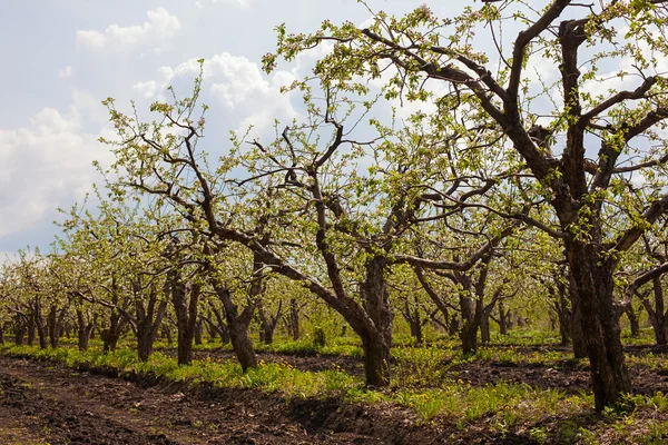 Blommande trädgård — Stockfoto