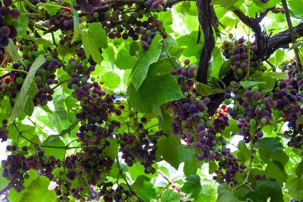 La vid fresca de uva inmadura el fondo —  Fotos de Stock
