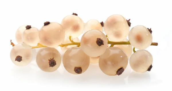 Beyaz arkaplanda beyaz frenk üzümü — Stok fotoğraf