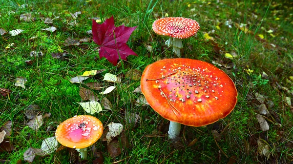 A composição dos fungos — Fotografia de Stock