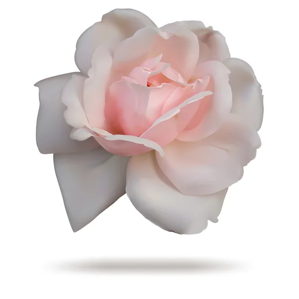 Bouton de rose isolé sur le dessus blanc . — Image vectorielle