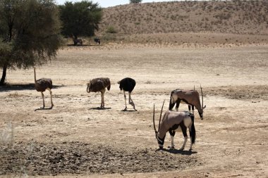 Kırmızı kum tepecikleri üzerinde duran üç devekuşu, etrafında kırmızı kum ve kuru otlar bulunan cevher veya mücevher ceylanı (Oryx gazella). Arka planda gri gökyüzü