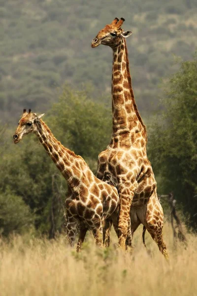 Egy Pár Afrikai Zsiráf Zsiráf Camelopardalis Zsiráf Füves Területen Zöld — Stock Fotó