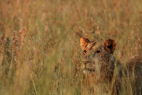 León Panthera Leo Hembra Permaneciendo Escondida Hierba Seca Safari Sudafricano — Foto de Stock