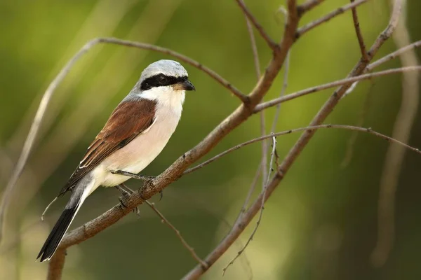 Beautiful Brown Shrike Lanius Cristatus Sitting Brown Dry Branch Morning — Stock Photo, Image