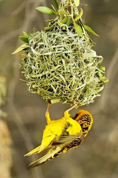 A southern masked weaver - African masked weaver (Ploceus velatus) building the nest. Weaver is hanging from the nest.