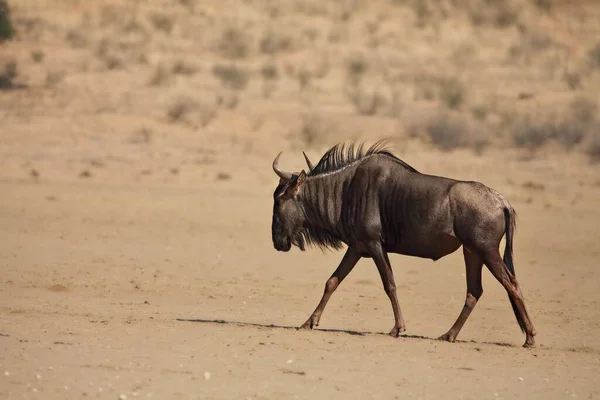 Een Gnoe Connochaetes Taurinus Loopt Rustig Droog Grasland Avondzon Zand — Stockfoto