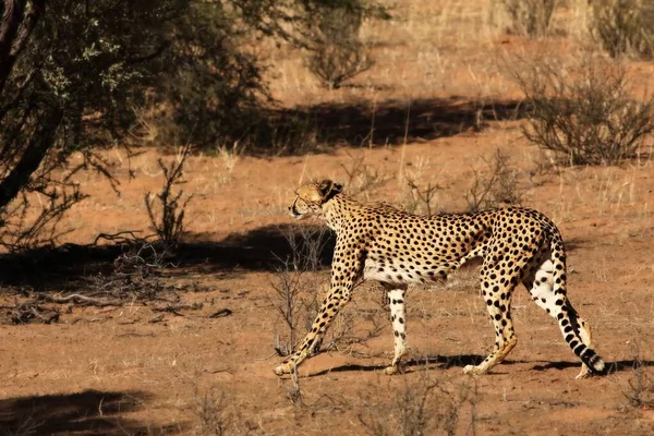 Gepard Acinonyx Jubatus Samiec Przemierzający Piasek Pustyni Kalahari Wieczornym Słońcu — Zdjęcie stockowe