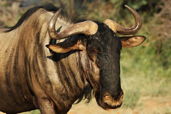 Gnu Azul Connochaetes Taurinus Calmamente Hospedado Pastagens Secas Sol Noite — Fotografia de Stock