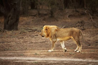 Bir aslan erkek (Panthera leo) kuru çayırlarda yürüyor ve sürüsünün geri kalanını arıyor. Zambiya, Güney Luangwa.
