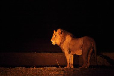Bir aslan erkek (Panthera leo) kuru çayırlarda kalır ve sürüsünün geri kalanını gecenin karanlığında arar. Güney Luangwa. Zambiya.