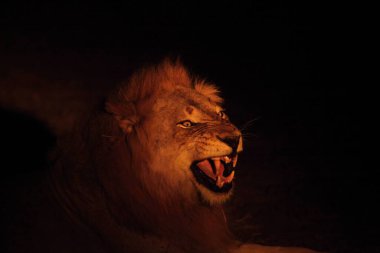 Bir aslan erkek (Panthera leo), kuru otlaklarda yatar ve gecenin karanlığında sürüsünün geri kalanını arar. Aslan erkek kükrüyor, ağzı açık, büyük dişleri var. Zambiya, 