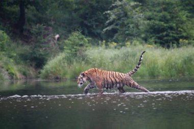 Sibirya kaplanı (Panthera tigris Dicle) veya Amur kaplanı (Panthera tigris altaica) ormanda suda yürür. Yeşil arka planlı kaplan.