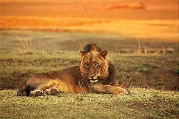 Lion Male Panthera Leo Lying Green Grass Looking Rest His — Stock Photo, Image