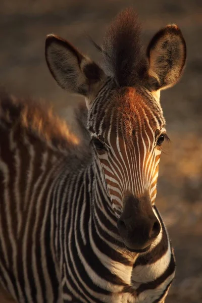 Bebê Zebra Montesa Equus Zebra Grama Seca Com Fundo Marrom — Fotografia de Stock