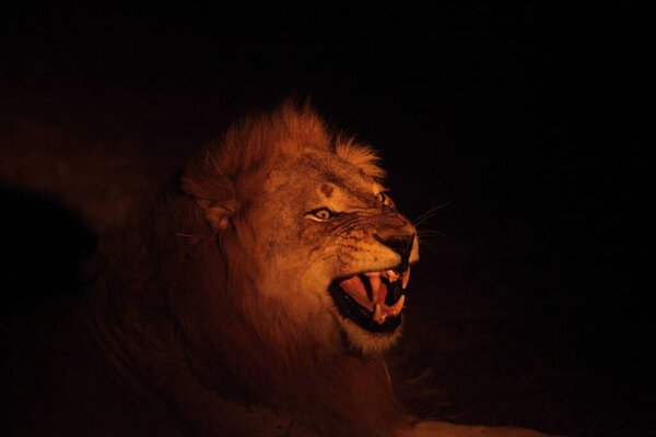 A Lion male (Panthera leo) lying in dry grassland and looking for the rest of his pride in dark night. Lion male is roaring, open mouth, big teeth. Zambia, 