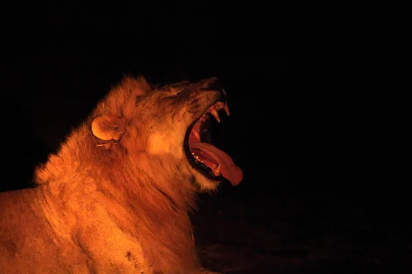 Bir Aslan Erkek Panthera Leo Kuru Otlaklarda Yatar Gecenin Karanlığında — Stok fotoğraf