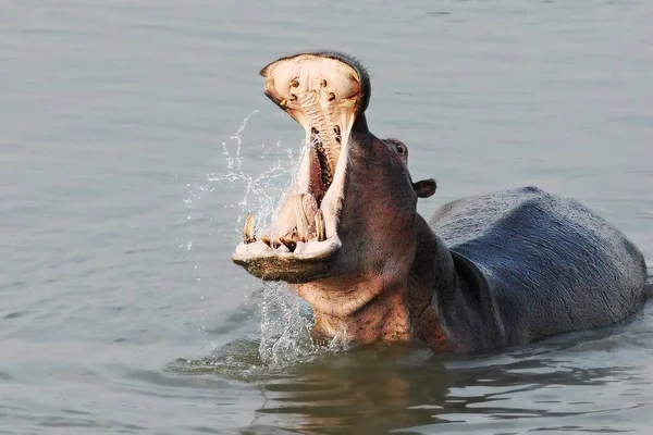 水の中のヒッポ カバ両生類 ヒッポは口と歯を開いて川の中で休息している ザンビア 南ルアンワ — ストック写真