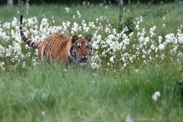 Siberian Tiger Panthera Tigris Tigris Amur Tiger Panthera Tigris Altaica — Stock Photo, Image