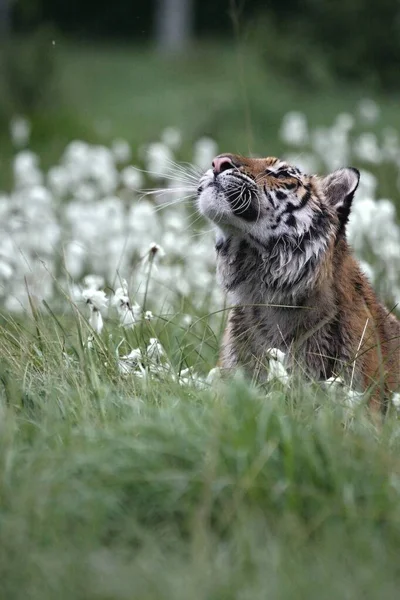 草原にはシベリアトラ Panthera Tigris Tigris やアムールトラ Panthera Tigris Altaica がいる 黄色の背景のタイガー — ストック写真