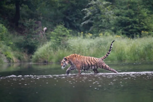 Tigre Siberiano Panthera Tigris Tigris Tigre Amur Panthera Tigris Altaica — Fotografia de Stock