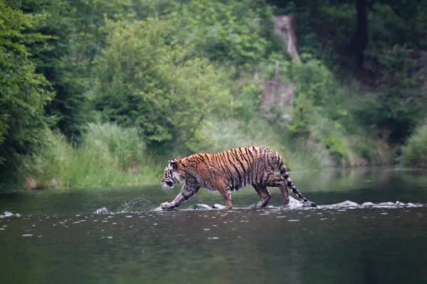 Tigre Siberiano Panthera Tigris Tigris Tigre Amur Panthera Tigris Altaica — Fotografia de Stock