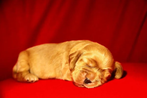 Ein Golden English Cocker Spaniel Welpe Schläft Auf Der Roten — Stockfoto