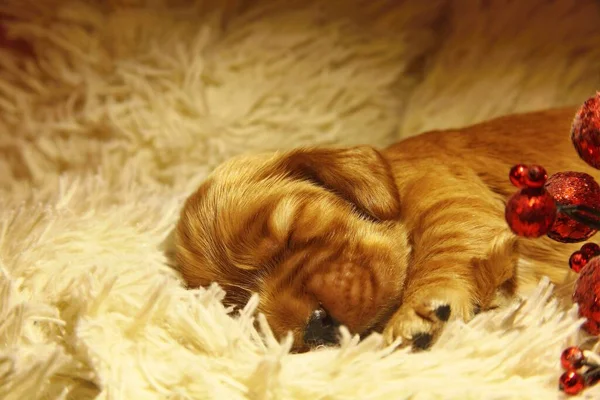 黄金の英語のコッカー スパニエルの子犬が黄金の毛布の上で寝ています 非常にかわいい子犬嘘と睡眠クリスマスボール黄金の背景 — ストック写真