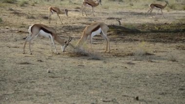 Kalahari çölünde savaşan iki yay sıçanı (Antidorcas marsupialis) erkeği. Springboks Kalahari kumunda. Altın güneş.