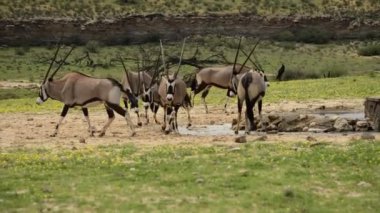 Bir grup Gemsboks (Oryx ceylanı) su birikintisine yakın kumda, Kalahari çölünde yeşil çimenler üzerinde kalıyorlar. Arka planda ağaçlar var. Altın güneş.