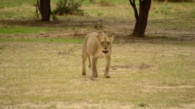 Kalahari çölündeki dişi aslan (Panthera leo) su birikintisine gidiyor. Arka planda kalan gururunu arayan bir ağaç. Yağmurdan sonra Kalahari çölünde dişi aslan..