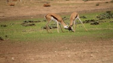 Kalahari çölünde savaşan iki yay sıçanı (Antidorcas marsupialis) erkeği. Springboks Kalahari kumunda. Altın güneş.