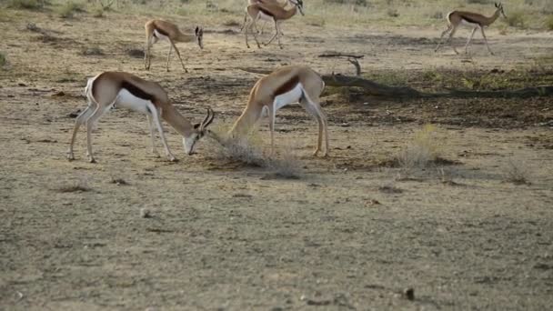 Два Весняних Antidorcas Marsupialis Самці Воюють Пустелі Калахарі Спрінгбокс Піску — стокове відео
