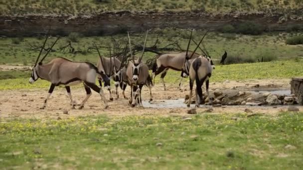 宝石箱 Oryx Gazela のグループは カラハリ砂漠の水の穴 緑の芝生の近くの砂の上に滞在しています 背景にある木 黄金の太陽 — ストック動画