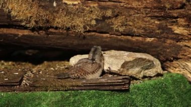 Avrasyalı bir Köylü (Jynx torquilla) bebeği, büyük dal ve küçük taşın yanındaki küçük bir ağaçta oturuyor. Etrafta bir ev serçesi (Passer domesticus) var. Yeşil ve kahverengi arka plan. Sabah güneşi.