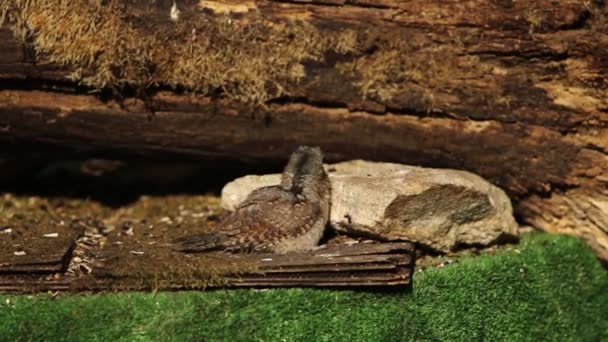 Bebê Eurasian Wryneck Jynx Torquilla Sentado Pequena Madeira Perto Galho — Vídeo de Stock