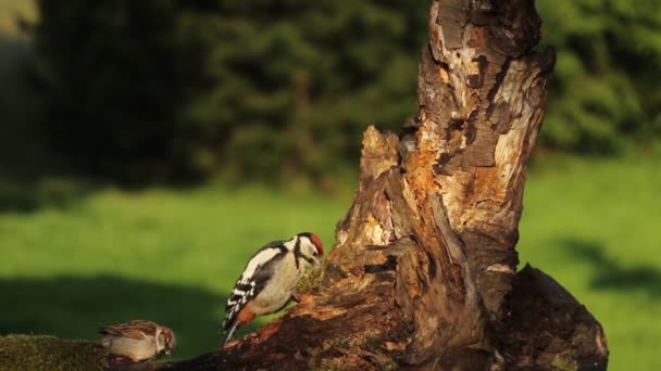 Nagy Foltos Harkály Dendrocopos Major Apja Kisbabáját Régi Ágon Eteti — Stock videók