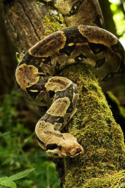 Boa yılanı (Boa yılanı), kırmızı kuyruklu boa yılanı ya da sıçanla avlandıktan sonra eski dalda bulunan boa yılanı. Kahverengi ve yeşil arka plan. Yeşil ormanda. Yeşil arkaplan.