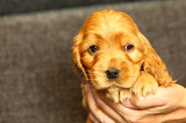 Güzel ve tatlı İngiliz Cocre Spaniel kanepeye oturmuş. - Günaydın. Gri arkaplan. 