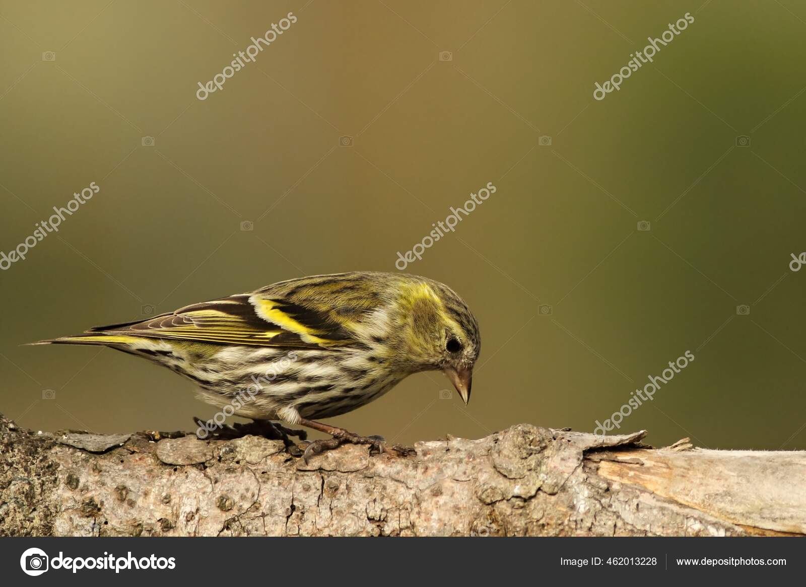 Евразийский Сиськин Spinus Spinus Carduelis Spinus Сидит.