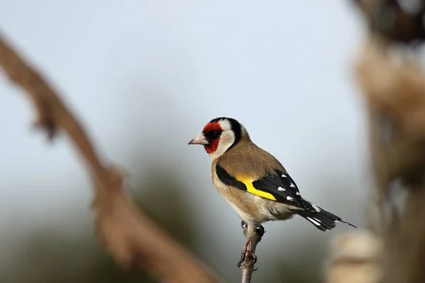 Avrupa ispinozu ya da eski dalda oturan ispinoz (Carduelis carduelis). Kahverengi dal, mavi arkaplan, sabah güneşi.